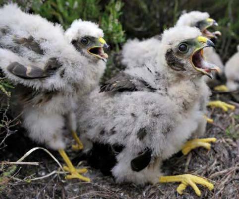 Three Hen Harrier chicks with beaks open. Image credit Scottish Natural Heritage.