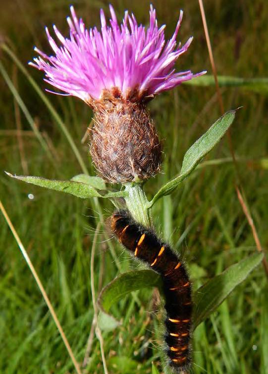 Fox Moth Caterpillar on Common Knapweed. Image credit George Hogg.