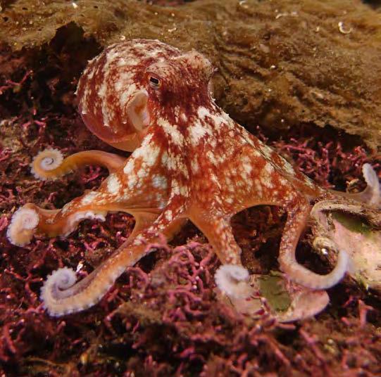 Curled octopus on maerl. Image credit Howard Wood, COAST