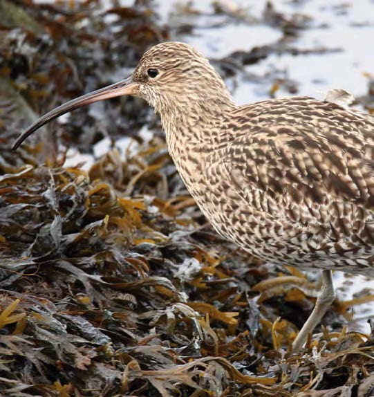 Curlew stands in seaweed. Image credit Martin Nicholas