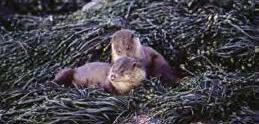Otters. Image credit Scottish Natural Heritage
