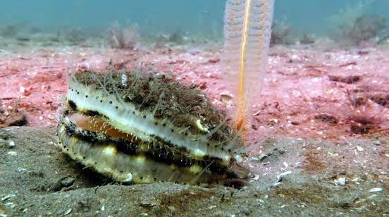 Queen scallop. Image credit Howard Wood COAST