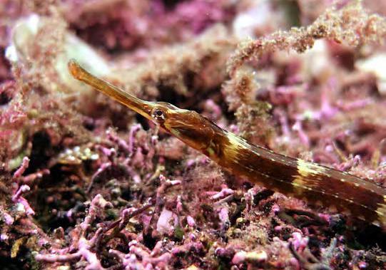 Greater Pipefish. Image credit Howard Wood, COAST