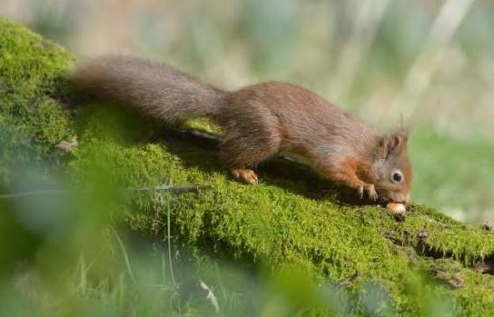 Red squirrel. Image credit Scottish Natural Heritage 