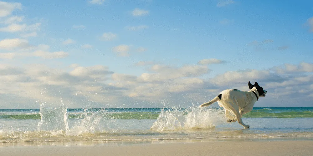 Dog running along the surf on a beach on a sunny day