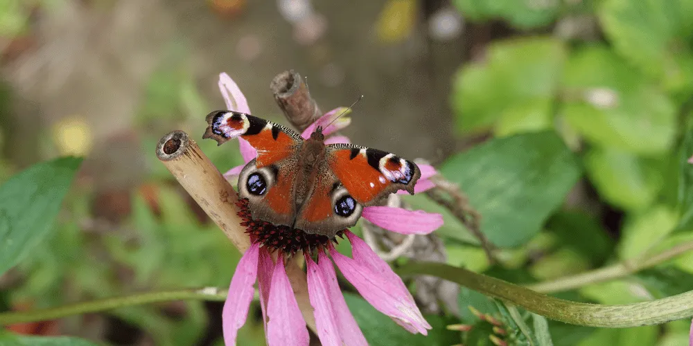 A colourful butterfly on a plant