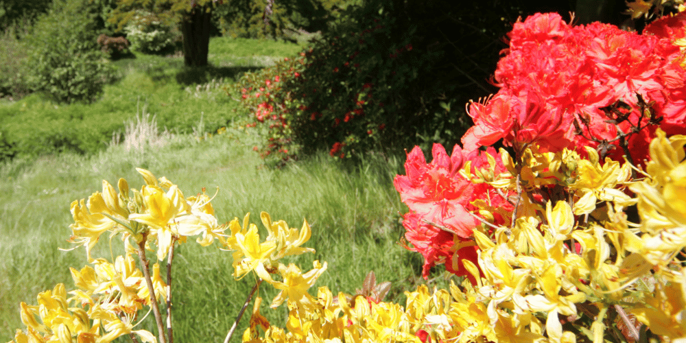 A collection of red and yellow flowers on a sunny day with grass and bushes in the background