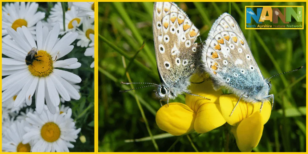 A bee on white flowers and two butterflies on yellow flowers