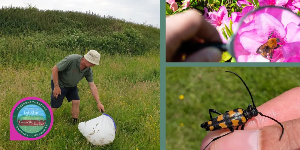 Close up pics of insects and a man in grassland doing nature survey