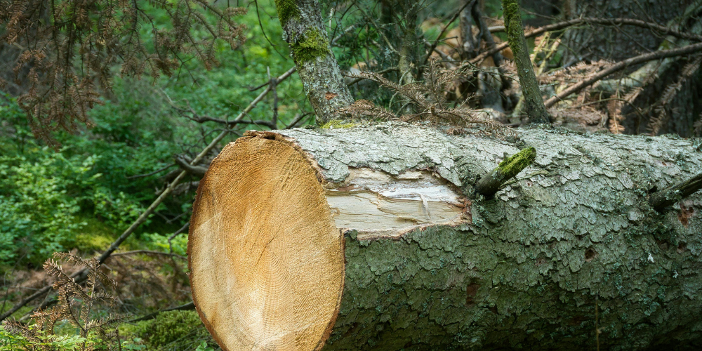A log from tree felling