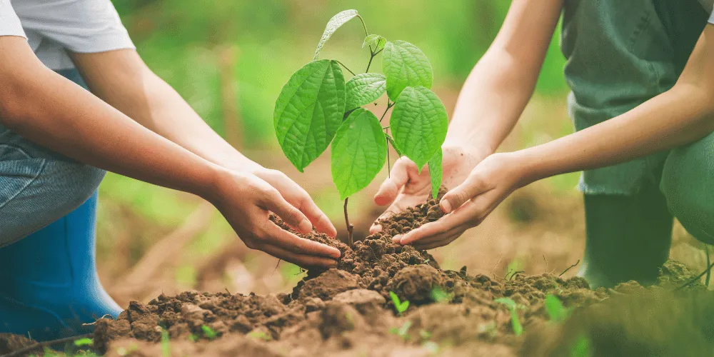 Two people planting a small tree, with only their hands and arms visible